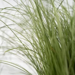 Plant in a Box Blauw schapegras - Set van 3 - Festuca 'Elijah Blue' - Hoogte 10-15cm - ⌀9cm
