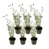 Planten-Plant in a Box Blauwe bamboe - Set van 6 - Fargesia 'Blue Dragon' - Hoogte 30-40cm - ⌀13cm