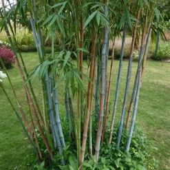 Planten-Plant in a Box Blauwe bamboe - Set van 6 - Fargesia 'Blue Dragon' - Hoogte 30-40cm - ⌀13cm