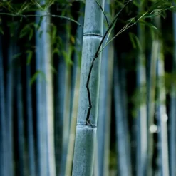 Planten-Plant in a Box Blauwe bamboe - Set van 6 - Fargesia 'Blue Dragon' - Hoogte 30-40cm - ⌀13cm