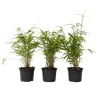 Planten-Plant in a Box Blauwe bamboe - Set van 6 - Fargesia papyrifera 'Grex' - Hoogte 30-40cm - ⌀13cm