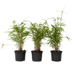 Planten-Plant in a Box Blauwe bamboe - Set van 6 - Fargesia papyrifera 'Grex' - Hoogte 30-40cm - ⌀13cm