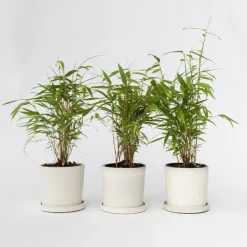 Planten-Plant in a Box Blauwe bamboe - Set van 6 - Fargesia papyrifera 'Grex' - Hoogte 30-40cm - ⌀13cm