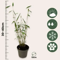 Planten-Plant in a Box Blauwe bamboe - Set van 18 - Fargesia 'Blue Dragon' - Hoogte 30-40cm - ⌀13cm