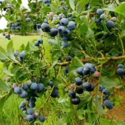 Plant in a Box Blauwe bessen - Set van 6 - Vaccinium 'Sunshine Blue' - Hoogte 25-40cm - ⌀9cm