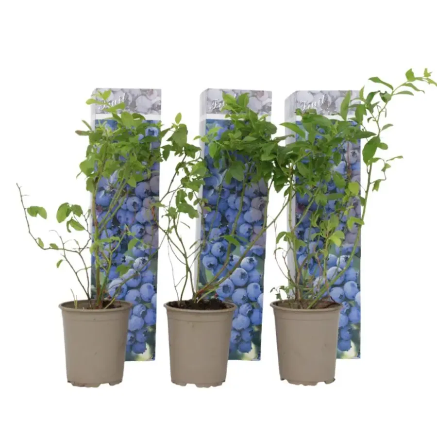 Plant in a Box Blauwe bessen - Set van 3 - Vaccinium 'Sunshine Blue' - Hoogte 25-40cm - ⌀9cm
