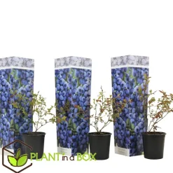 Plant in a Box Blauwe bessen - Set van 3 - Vaccinium 'Sunshine Blue' - Hoogte 25-40cm - ⌀9cm