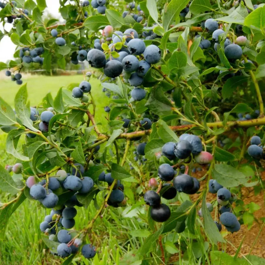 Plant in a Box Blauwe bessen - Set van 3 - Vaccinium 'Sunshine Blue' - Hoogte 25-40cm - ⌀9cm
