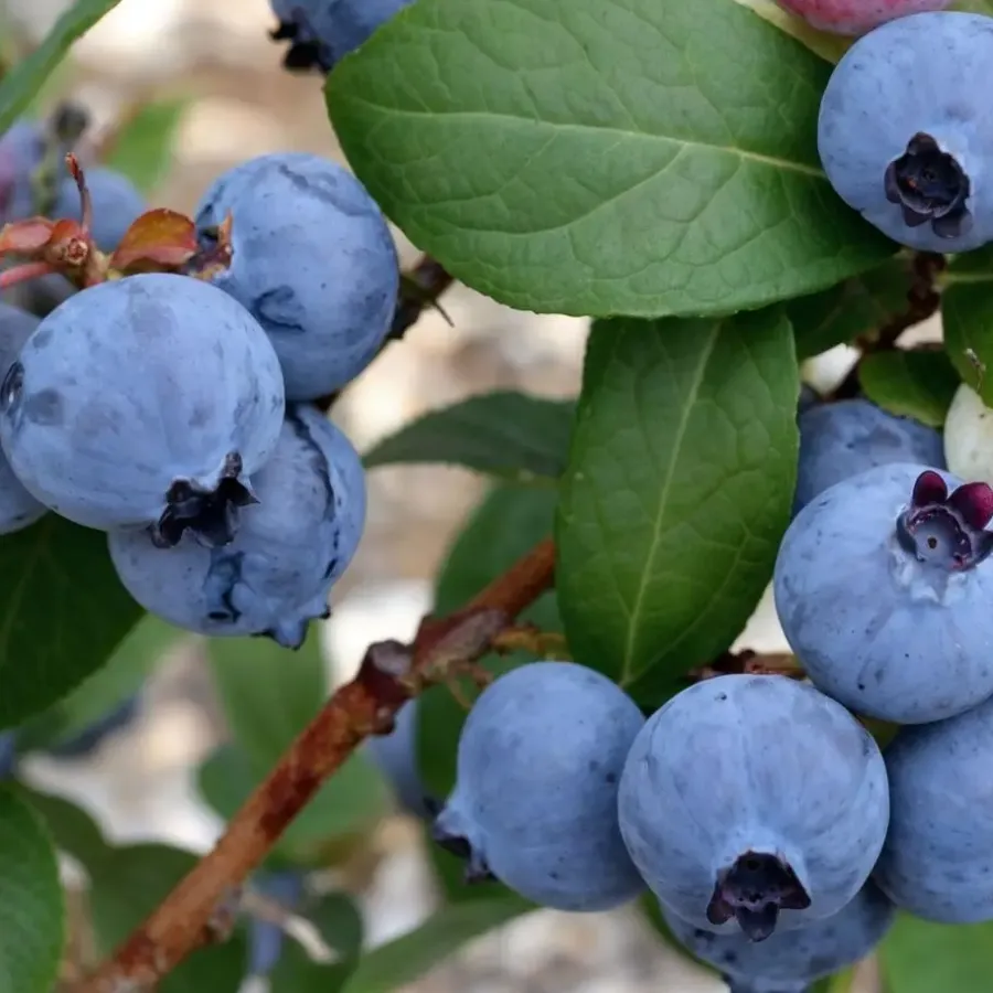 Plant in a Box Blauwe bessen - Set van 3 - Vaccinium 'Sunshine Blue' - Hoogte 25-40cm - ⌀9cm