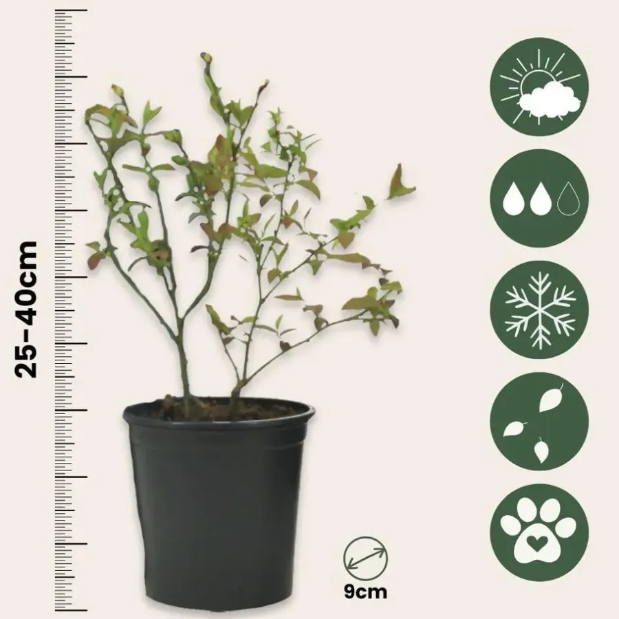 Plant in a Box Blauwe bessen - Set van 3 - Vaccinium 'Sunshine Blue' - Hoogte 25-40cm - ⌀9cm