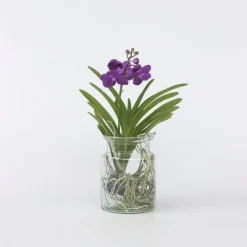 Plant in a Box Blauwe orchidee - Vanda 'Blue' - Hoogte 40-50cm - ⌀14cm