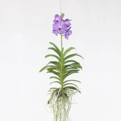 Plant in a Box Blauwe orchidee L - Vanda 'Blue' - Hoogte 55-65cm