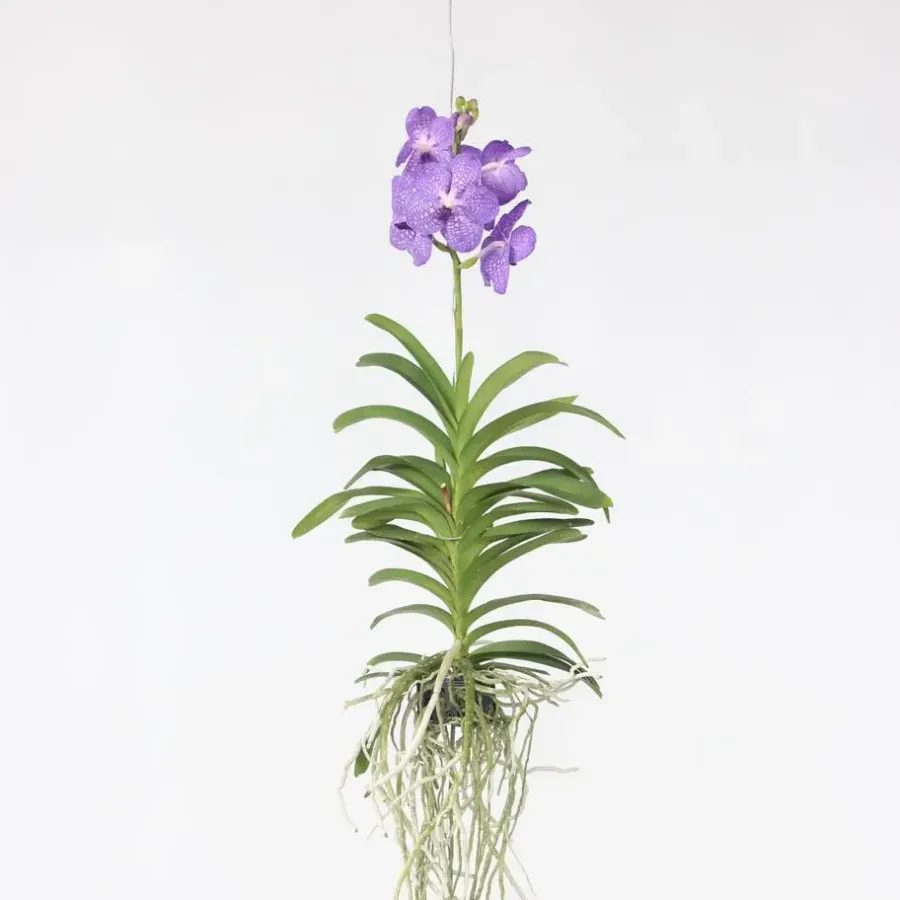 Plant in a Box Blauwe orchidee L - Vanda 'Blue' - Hoogte 55-65cm