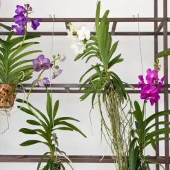 Plant in a Box Blauwe orchidee L - Vanda 'Blue' - Hoogte 55-65cm