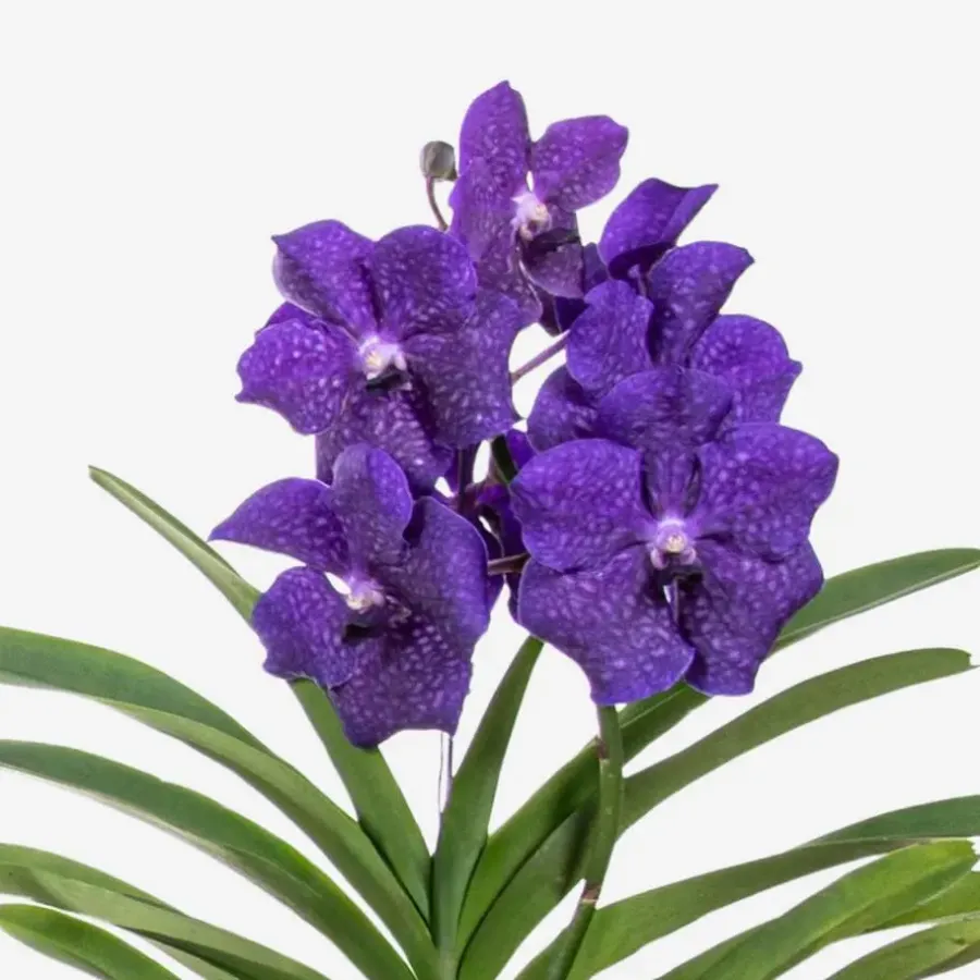 Plant in a Box Blauwe orchidee L - Vanda 'Blue' - Hoogte 55-65cm