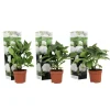 Planten|Tuinplanten-Plant in a Box Bolhortensia - Set van 3 - Hydrangea macrophylla 'Wudu' - Hoogte 25-40cm - ⌀9cm