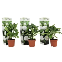 Planten|Tuinplanten-Plant in a Box Bolhortensia - Set van 3 - Hydrangea macrophylla 'Wudu' - Hoogte 25-40cm - ⌀9cm