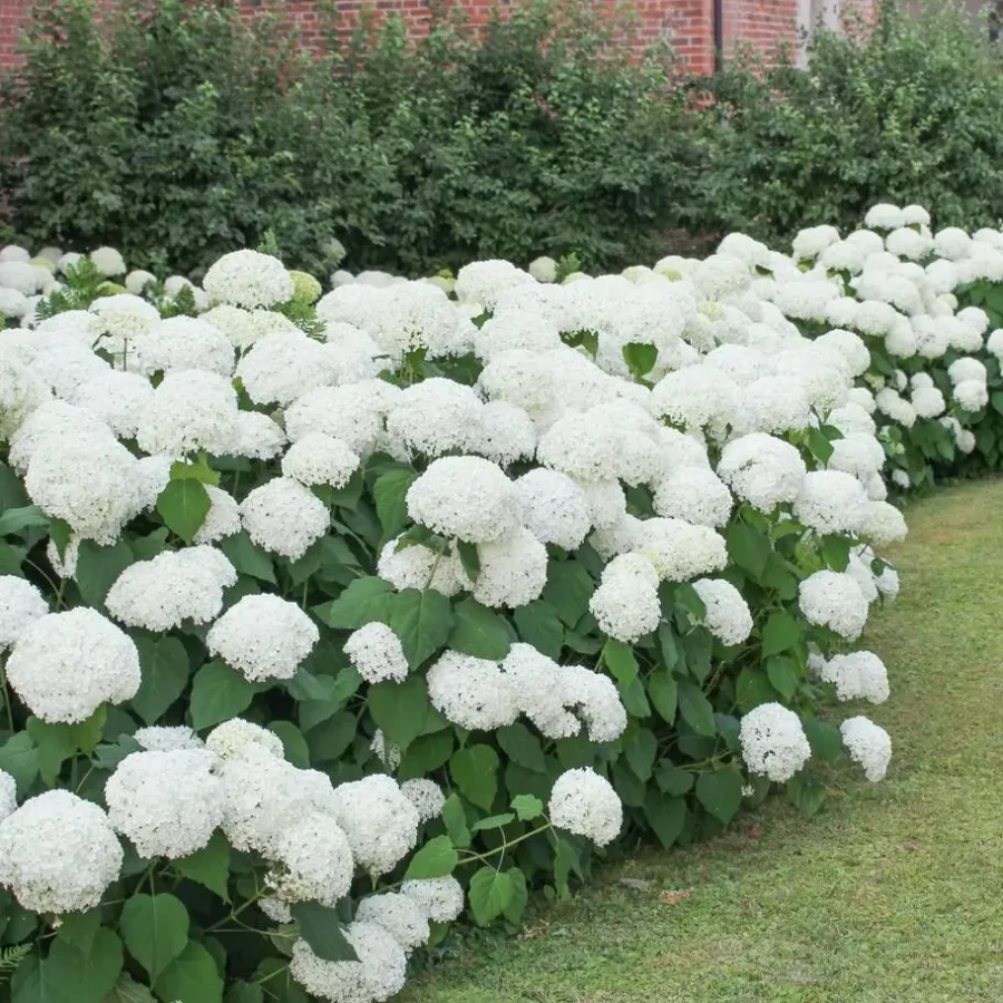 Planten|Tuinplanten-Plant in a Box Bolhortensia - Set van 3 - Hydrangea macrophylla 'Wudu' - Hoogte 25-40cm - ⌀9cm