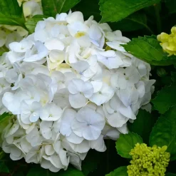 Planten|Tuinplanten-Plant in a Box Bolhortensia - Set van 3 - Hydrangea macrophylla 'Wudu' - Hoogte 25-40cm - ⌀9cm