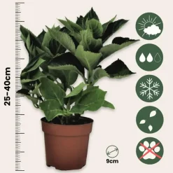 Planten|Tuinplanten-Plant in a Box Bolhortensia - Set van 3 - Hydrangea macrophylla 'Wudu' - Hoogte 25-40cm - ⌀9cm