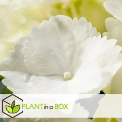 Planten|Tuinplanten-Plant in a Box Bolhortensia - Set van 3 - Hydrangea macrophylla 'Wudu' - Hoogte 25-40cm - ⌀9cm