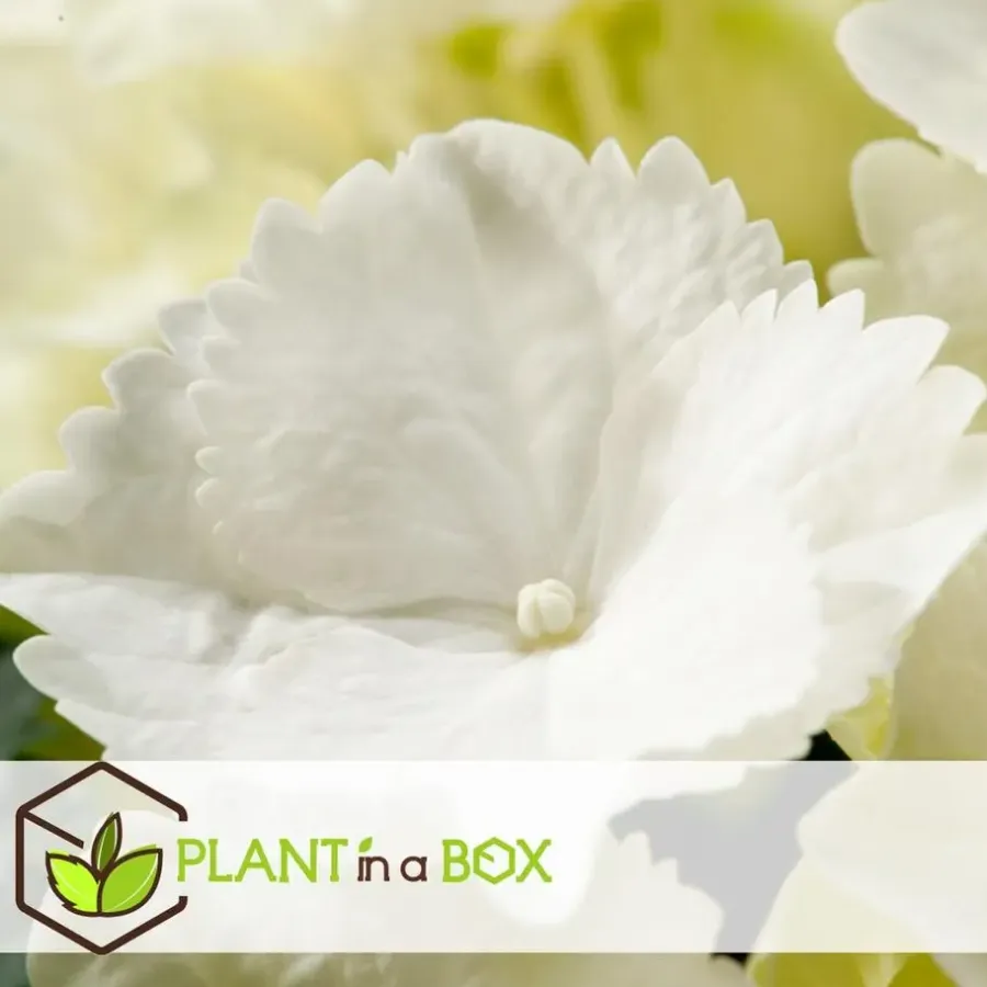 Planten|Tuinplanten-Plant in a Box Bolhortensia - Set van 3 - Hydrangea macrophylla 'Wudu' - Hoogte 25-40cm - ⌀9cm