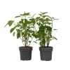Tuinplanten-Plant in a Box Bolhortensia - Set van 2 - Hydrangea 'Strong Annabelle' - Hoogte 30-40cm - ⌀19cm