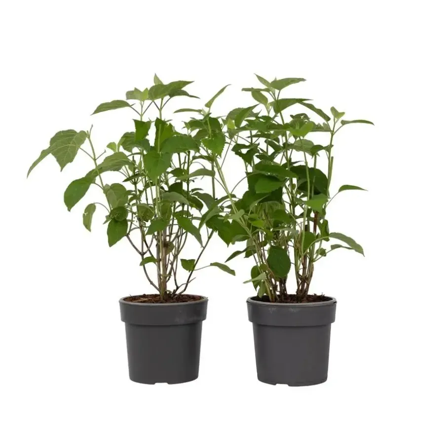 Tuinplanten-Plant in a Box Bolhortensia - Set van 2 - Hydrangea 'Strong Annabelle' - Hoogte 30-40cm - ⌀19cm