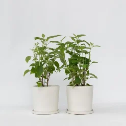 Tuinplanten-Plant in a Box Bolhortensia - Set van 2 - Hydrangea 'Strong Annabelle' - Hoogte 30-40cm - ⌀19cm