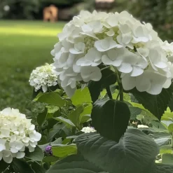 Tuinplanten-Plant in a Box Bolhortensia - Set van 2 - Hydrangea 'Strong Annabelle' - Hoogte 30-40cm - ⌀19cm