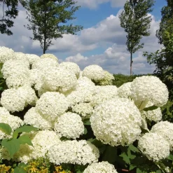 Tuinplanten-Plant in a Box Bolhortensia - Set van 2 - Hydrangea 'Strong Annabelle' - Hoogte 30-40cm - ⌀19cm