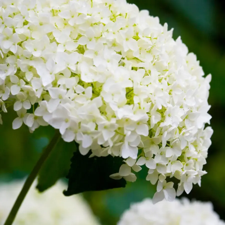 Tuinplanten-Plant in a Box Bolhortensia - Set van 2 - Hydrangea 'Strong Annabelle' - Hoogte 30-40cm - ⌀19cm