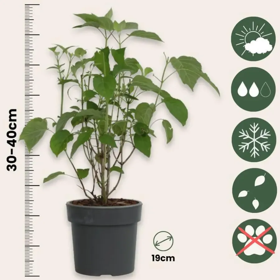 Tuinplanten-Plant in a Box Bolhortensia - Set van 2 - Hydrangea 'Strong Annabelle' - Hoogte 30-40cm - ⌀19cm