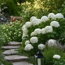 Tuinplanten-Plant in a Box Bolhortensia - Set van 2 - Hydrangea 'Strong Annabelle' - Hoogte 30-40cm - ⌀19cm