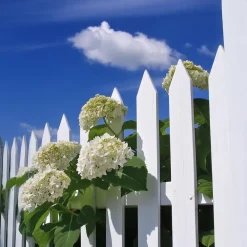 Tuinplanten-Plant in a Box Bolhortensia - Set van 2 - Hydrangea 'Strong Annabelle' - Hoogte 30-40cm - ⌀19cm