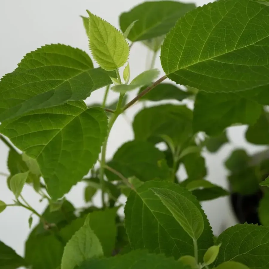 Tuinplanten-Plant in a Box Bolhortensia - Set van 2 - Hydrangea 'Strong Annabelle' - Hoogte 30-40cm - ⌀19cm