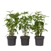 Planten|Tuinplanten-Plant in a Box Bolhortensia - Set van 3 - Hydrangea 'Strong Annabelle' - Hoogte 30-40cm - ⌀19cm