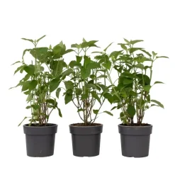 Planten|Tuinplanten-Plant in a Box Bolhortensia - Set van 3 - Hydrangea 'Strong Annabelle' - Hoogte 30-40cm - ⌀19cm