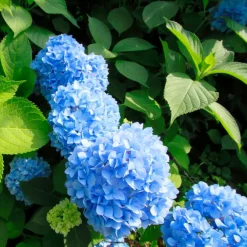 Planten|Tuinplanten-Plant in a Box Bolhortensia - Set van 3 - Hydrangea 'Early Blue' - Hoogte 25-40cm - ⌀9cm