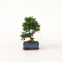 Kamerplanten-Plant in a Box Bonsai - Carmona microphylla - Hoogte 20-30cm - ⌀15cm