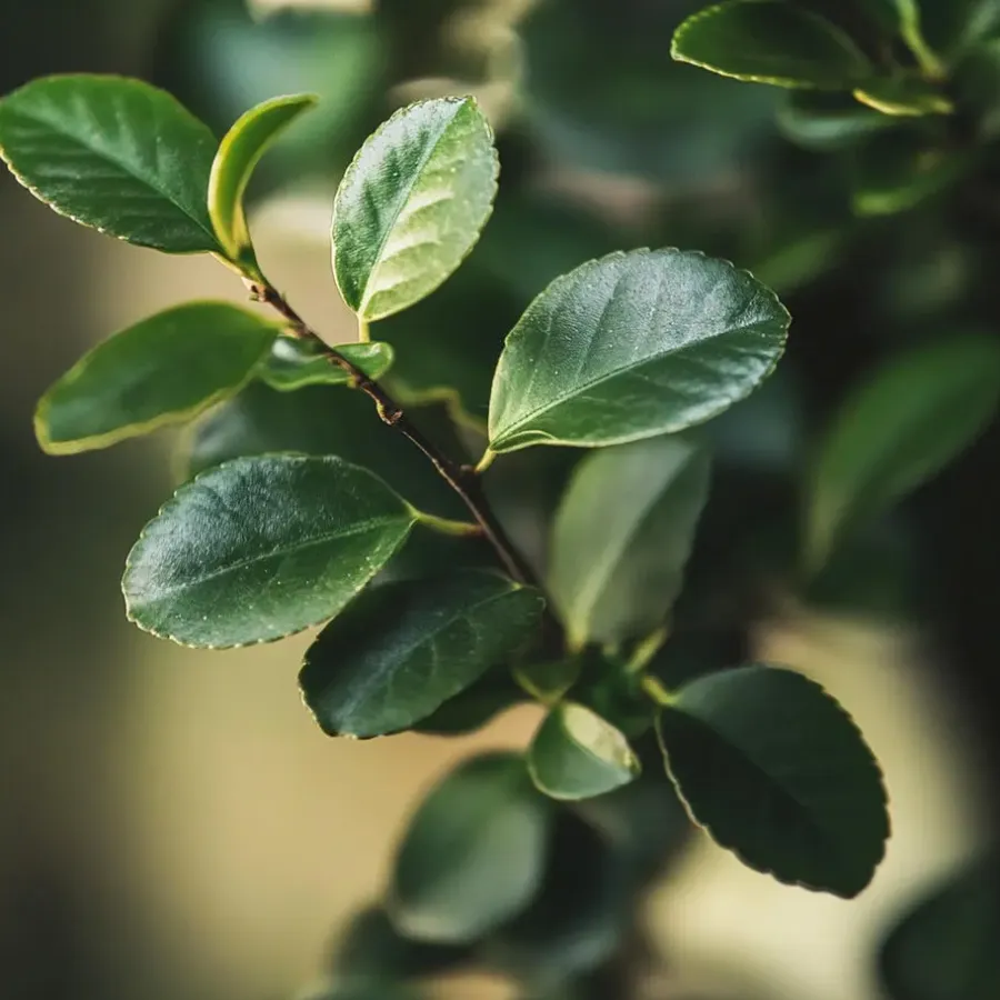 Kamerplanten-Plant in a Box Bonsai - Carmona microphylla - Hoogte 20-30cm - ⌀15cm