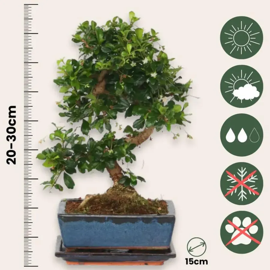 Kamerplanten-Plant in a Box Bonsai - Carmona microphylla - Hoogte 20-30cm - ⌀15cm
