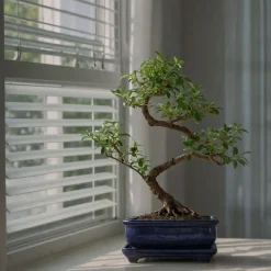 Kamerplanten-Plant in a Box Bonsai - Carmona microphylla - Hoogte 20-30cm - ⌀15cm