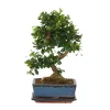 Kamerplanten-Plant in a Box Bonsai - Carmona microphylla - Hoogte 25-30cm - ⌀20cm