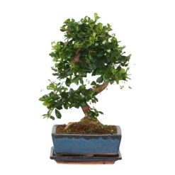 Kamerplanten-Plant in a Box Bonsai - Carmona microphylla - Hoogte 25-30cm - ⌀20cm