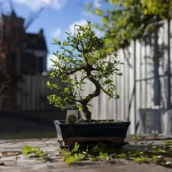 Kamerplanten-Plant in a Box Bonsai - Carmona microphylla - Hoogte 25-30cm - ⌀20cm