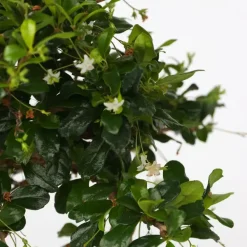 Kamerplanten-Plant in a Box Bonsai - Carmona microphylla - Hoogte 25-30cm - ⌀20cm