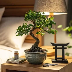Kamerplanten-Plant in a Box Bonsai - Carmona microphylla - Hoogte 25-30cm - ⌀20cm