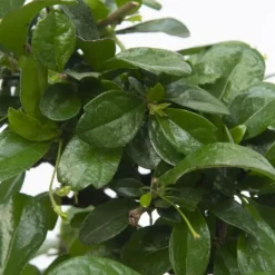 Kamerplanten-Plant in a Box Bonsai - Carmona microphylla - Hoogte 25-30cm - ⌀20cm