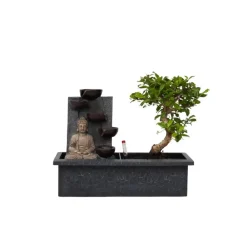 Kamerplanten-Plant in a Box Bonsai met Buddha - Bonsai - Hoogte 25-35cm - ⌀29cm